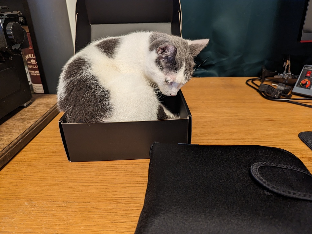 Cat immediately claims new box